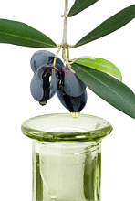 Oliva