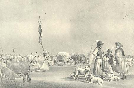 Puszta - gulyás